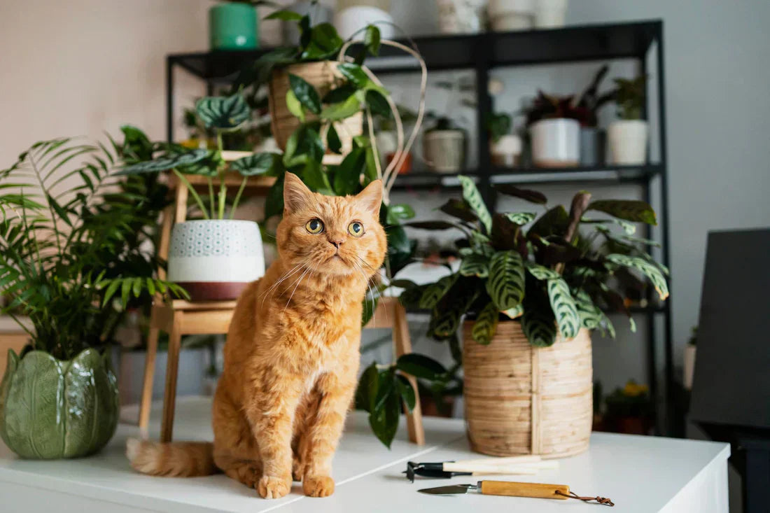 Top 10 Cat Friendly Plants for a Happy Feline | Taking Root | Scrim's  Florist  Scrim's Florist