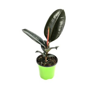 Ficus Elastica Green 4"
