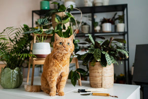 Top 10 Cat Friendly Plants for a Happy Feline