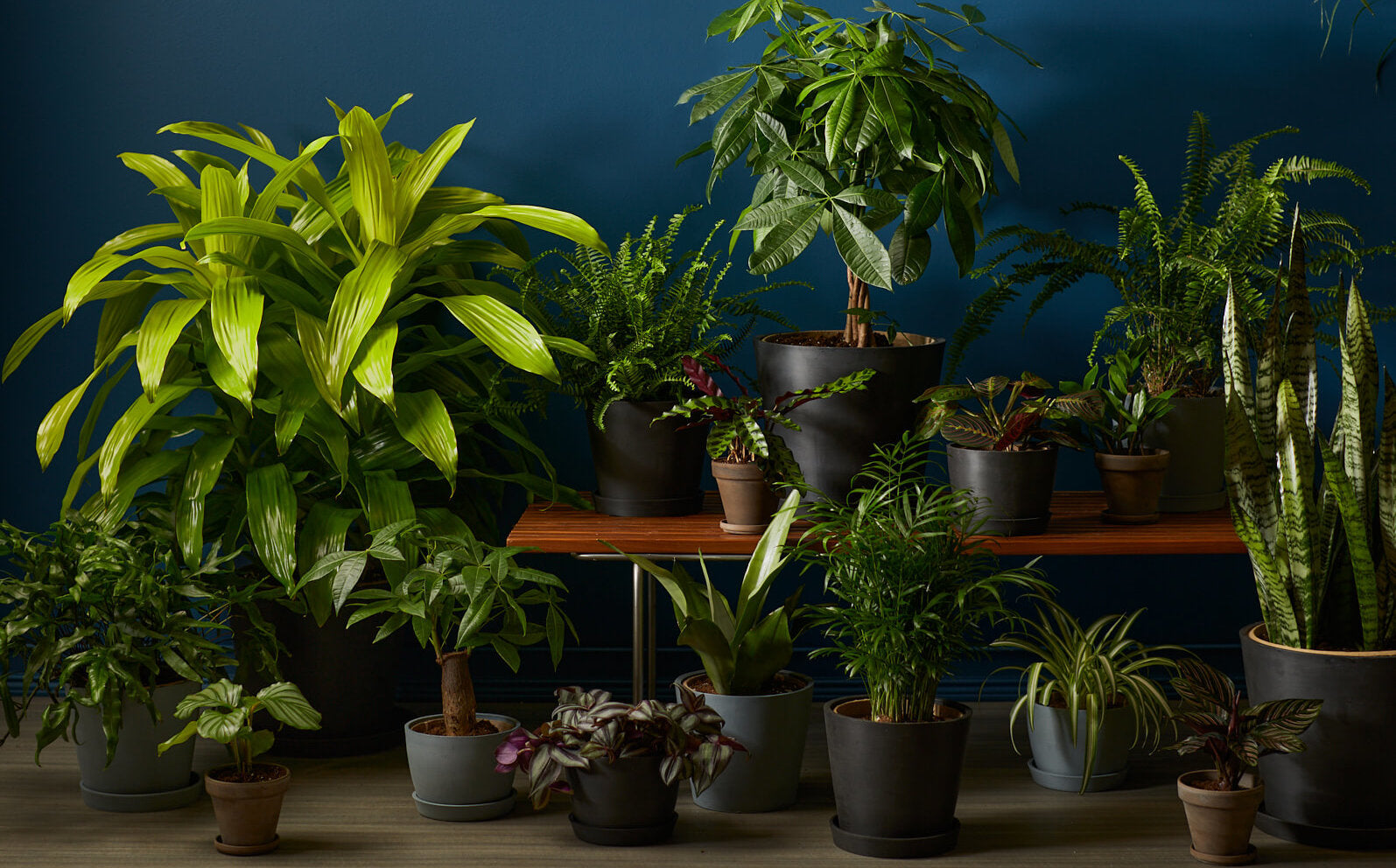 11 Low-light indoor plants that thrive in (nearly!) the dark