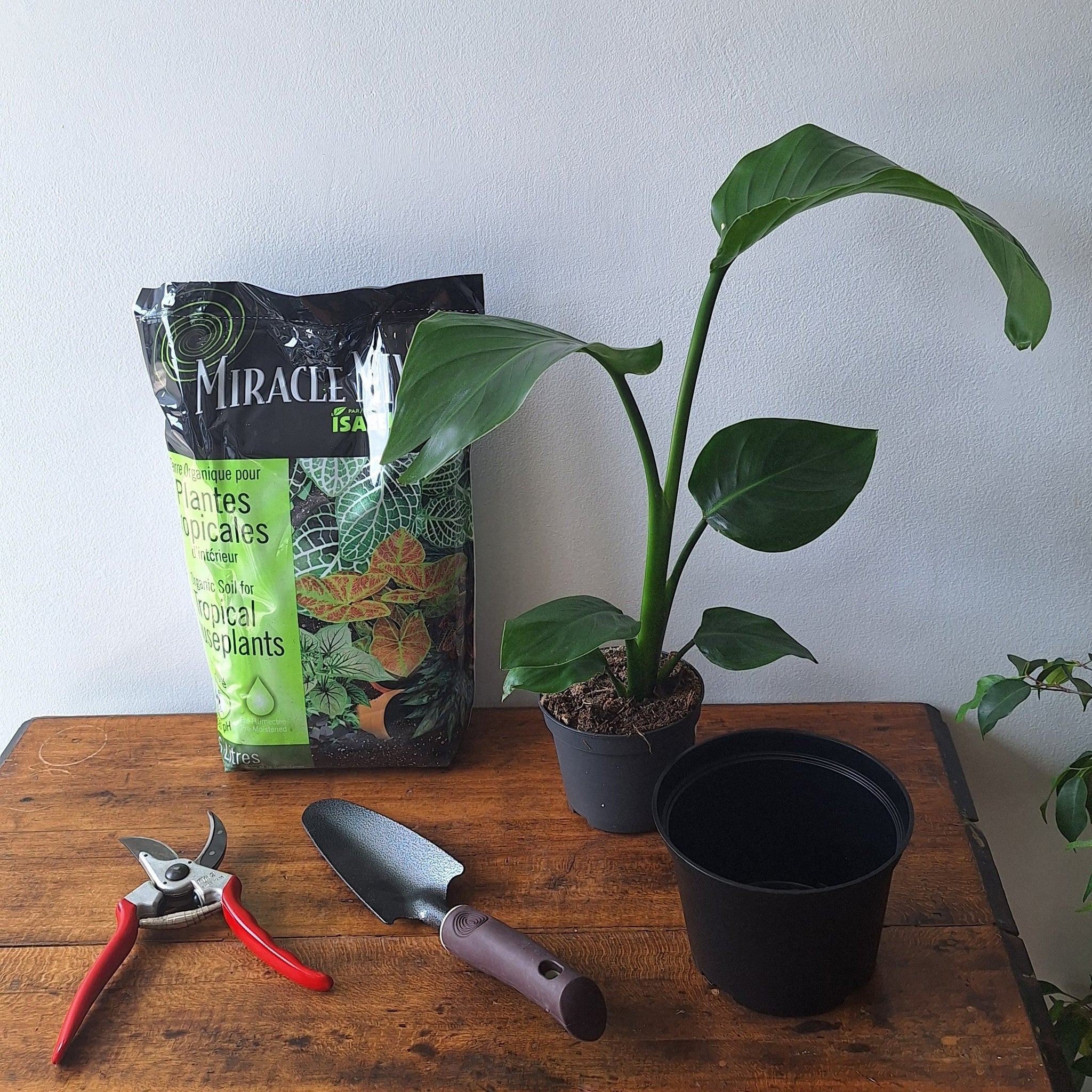 Tools need for your repot