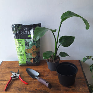 Tools need for your repot