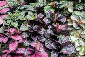 The Ultimate Guide to Purple House Plants | Taking Root | Scrim's Florist   Scrim's Florist
