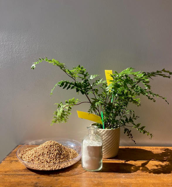 How to fight those pesky fungus gnats (treatment and prevention)