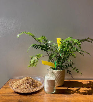 How to fight those pesky fungus gnats (treatment and prevention)