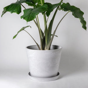 White Tapered Signature Planter Pot & Saucer