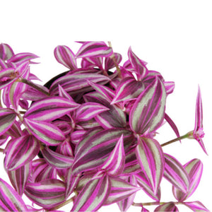 Pink Paradise Tradescantia 5"