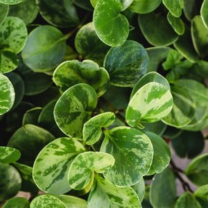 Marble Peperomia 4"