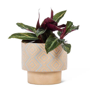 Grey T-Shaped Planter 5"