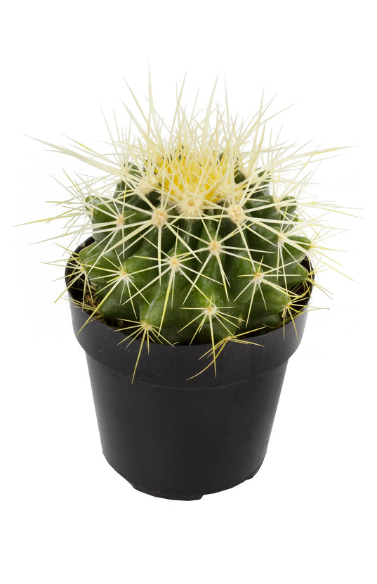 Golden Barrel Cactus 2.5"