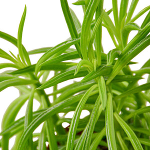 String Bean Peperomia 5