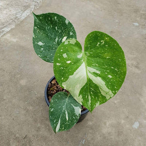 thai constellation philodendron Thai Constellation Philodendron