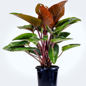 Congo Rouge Philodendron 6"