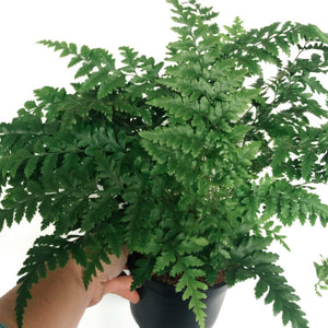 Leather Leaf Fern 10"
