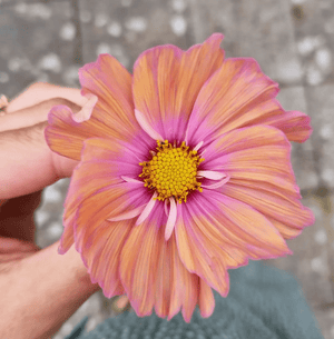 Apricotta Cosmos Seed Pack