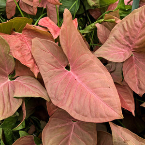 Rose Nephthytis Syngonium 4"