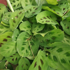Maranta Green - Prayer Plant 4"
