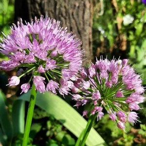 Blue Chives Seed Pack