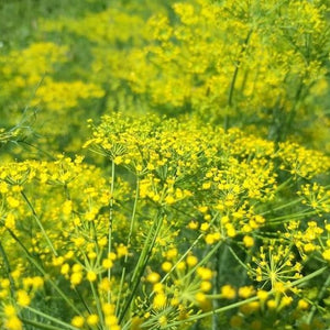 Bouquet Dill Seed Pack