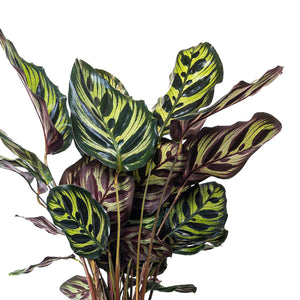Makoyana Calathea 6"