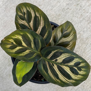 Makoyana Calathea 6"