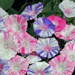 Carnevale di Venezia Striped Morning Glory Flower Seed Mix