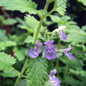 Catnip Seed Pack