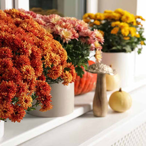 Chrysanthemum Potted 6"