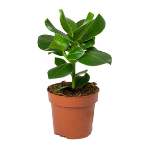 Clusia Rosea Princess 10"