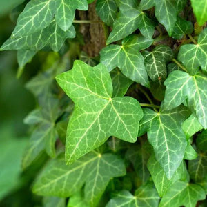 Ivy Green 5"