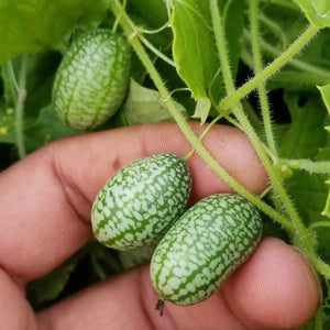 Cucamelon Seed Pack
