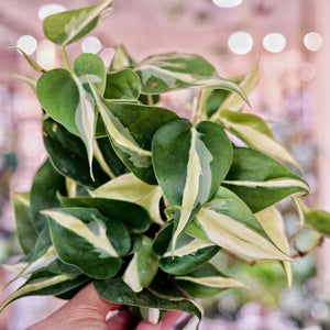 Silver Stripe Philodendron 6"