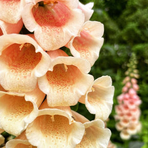 Dalmatian Peach Pelleted F1 Digitalis Seed Pack