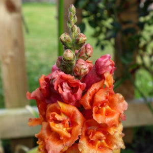 Dark Orange Snapdragon Seed Pack