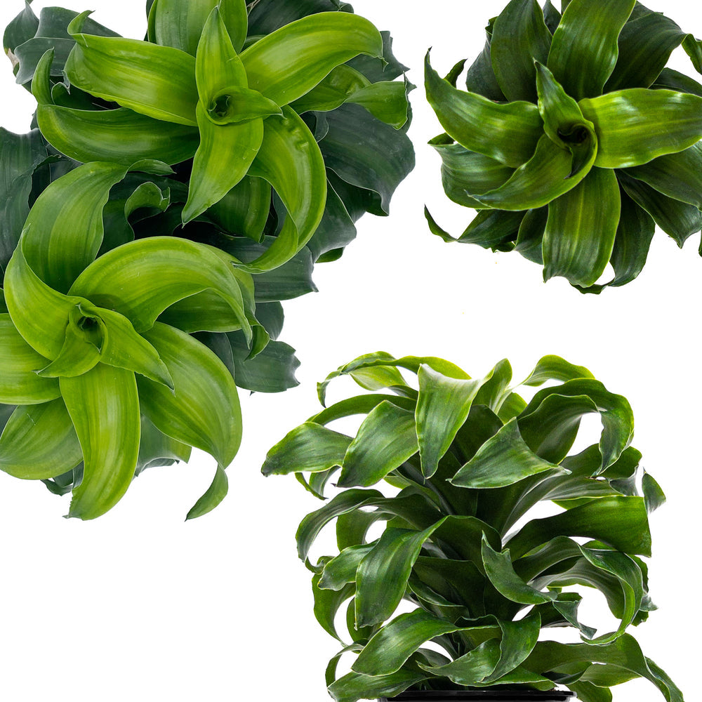 dracaena green jewel twister Green Twist Dracaena 4"