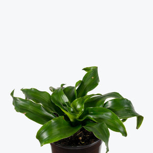 Green Twist Dracaena 4"