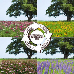 Endless Summer - Perennial Succession Flower Seed Mix