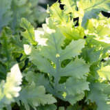 Davana Fern 6"