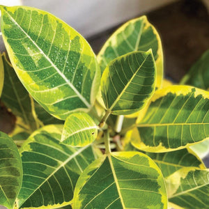 'Yellow Gem' Ficus Altissima 10"