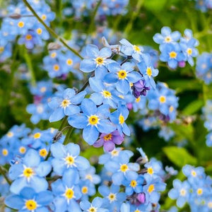 Firmament Chinese Forget-Me-Not Seed Pack