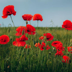 Flanders Poppy Seed Pack