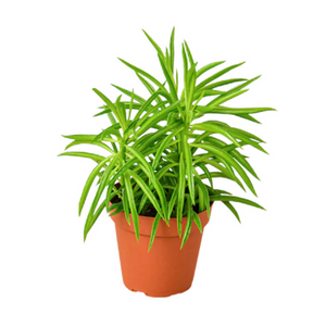 String Bean Peperomia 5