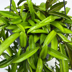 Wayetii Vert Hoya 4"
