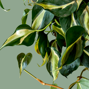 Silver Stripe Philodendron 6"