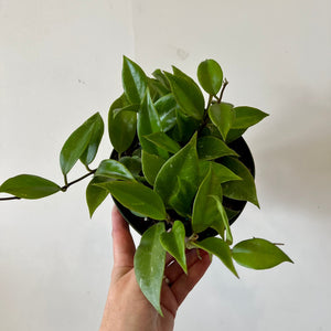 Sunrise Hoya 4"