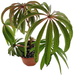 Luxurians Begonia 4"