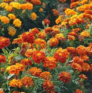 Sparky French Marigold Seed Mix