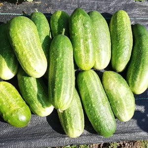 Marketer Cucumber Seed Pack