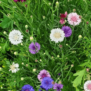 Mixed Colours Bachelor's Button Seed Pack