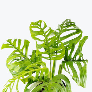 Esqueleto Monstera 10"